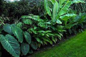 We did not find results for: 30 Amazing And Beautiful Tropical Garden Ideas Gardenideaz Com