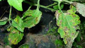Image result for Septoria leaf spot of tomato