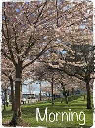 pin by a eµ ae on 英文的早安美圖 plants tree tree trunk