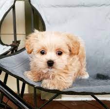 Maltipoo Puppy For Sale In Los Angeles Ca Adn 37392 On Puppyfinder Com Gender Female Age 8 Weeks Maltipoo Puppies For Sale Maltipoo Puppy Puppies For Sale