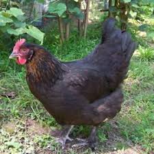 James bond was said to eat only marans eggs. Marans The French Chicken Shed Black Copper Marans Black Chickens Chickens Backyard