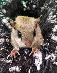 Mom was outside the patio door in the tree, with her tail twirling and running up and down screaming at me. All You Ever Wanted To Know About Flying Squirrels