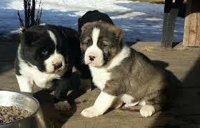 Pin By Cindy On Animale Caucazian Alabai Dog Dog Lovers Big Dogs