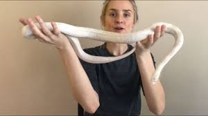Like i said, they are all fundamentally alike. My New Snow Corn Snake Youtube