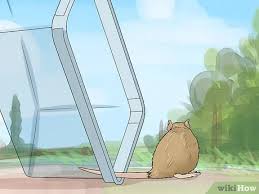 Maybe you would like to learn more about one of these? How To Remove A Live Mouse From A Sticky Trap With Pictures