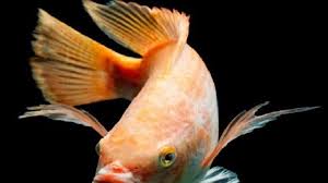 Dagingnya yang banyak dengan tekstur yang lembut jadi incaran para penikmat ikan. Mengenal Ikan Nila Lebih Jauh