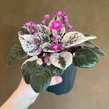 Image result for Saintpauliopsis