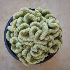 Plants are absolutely beautiful.shipping was fast and all of them are healthy. Everything You Need To Know About The Brain Cactus Succulent City