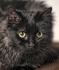 Info@brillbabes.com 2x xbiz & avn awarded. Chantilly Cat A Cautionary Cat Breed Tale