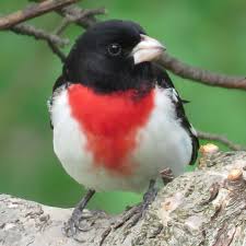 Discover the magic of the internet at imgur, a community powered entertainment destination. Rose Breasted Grosbeak Facts Pictures And Migration Owlcation