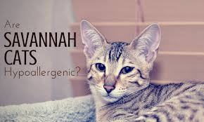 The bengal cats commonly known as leopard cat is native to the united states, california specifically. Are Savannah Cats Hypoallergenic F3savannahcat Com