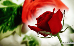 Beautiful Rose Flowers Wallpapers For Desktop Background Rose Flower Wallpaper Flower Desktop Wallpaper Beautiful Rose Flowers