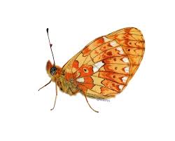 My brother and i spent that day with our grandfather and had an absolutely great time together. Ebms Background European Butterfly Monitoring