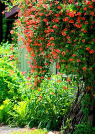 Honeysuckle Vine Photo By Tdswhite Oh To Live In A Warm Climate To Be Able To Have It Look This Beautiful Honeysuckle Vine Planting Flowers Garden Vines