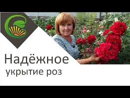 как вырастить розы из семян в домашних условиях видео Videouroki I Videozarisovki Po Sadovoj Tematike Rozy Sadovodstvo Cvety