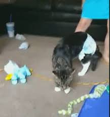 Cat panting can have many underlying causes. Cat In Pants On Make A Gif