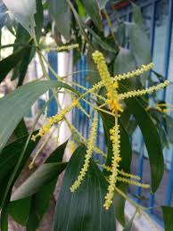 Image result for Acacia auriculiformis