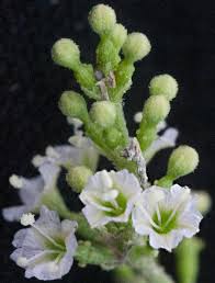 Image result for Commicarpus grandiflorus