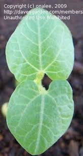 Image result for Macrotyloma daltonii