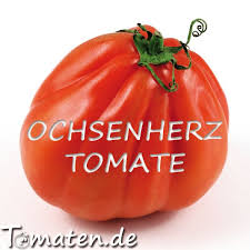 Ochsenherz Pflege Der Tomate Tomaten Garten Tomaten Zuchten Tomaten