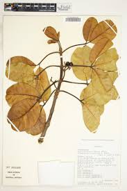 Image result for Vitex madiensis