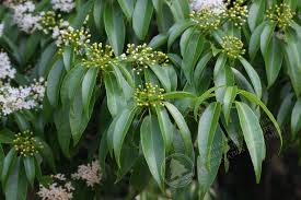 Image result for Cassia thyrsoidea