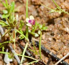 Image result for Crepidorhopalon goetzei