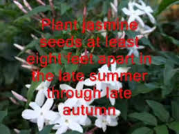 Jasmine National Flower Of Pakistan Flowers Pakistan Urdu National