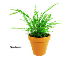 Image result for ledviník