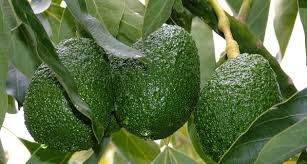 Descubre Cinco De Los Beneficios Medicinales De Las Hojas De Aguacate