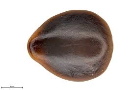 Image result for Gouania