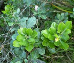 Image result for Searsia lucida