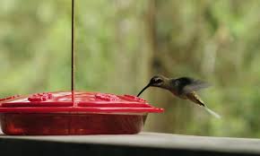 We did not find results for: Can You Put A Hummingbird Feeder On A Table