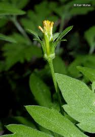 Image result for Bidens bipinnata