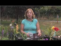 How to store calla lily bulbs online, article, story, explanation, suggestion, youtube. Flower Bulbs How To Store Calla Lily Bulbs Youtube