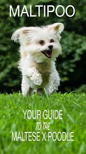 The malti poo is an intelligent, loving dog. Maltipoo Your Guide To The Adorable Maltese Poodle Mix