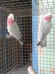 We did not find results for: Hobby Zoo Birds And Parrot Shop Laxmi Nagar Pet Shops In Delhi Justdial