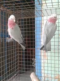 The numbers of pet owners keep going higher and higher and even as we speak, someone could be adopting a pet right now. Hobby Zoo Birds And Parrot Shop Laxmi Nagar Pet Shops In Delhi Justdial