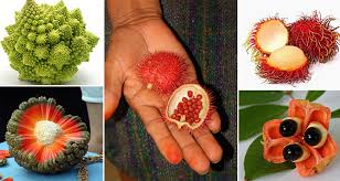 Feb 20, 2017 · what makes belgian endive unusual is how differently it grows from other leafy vegetables. These 15 Weird And Wonderful Things Are Actually Fruits And Vegetables You Can Eat