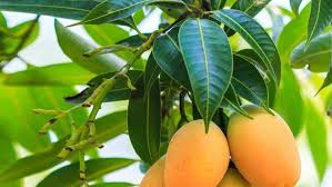10130 grant rd., houston, tx., 77070 / tele. 2021 New Techniques To Plant Mango Tree In 10 Days Udemy Free Download