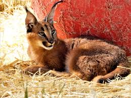 They will also inhabit evergreen and montane forest environments, but never are found in tropical rain forests because they prefer scrubby. Wild Cat Rescue We Help Liberate Four Servals And Two Caracals In Desperate Need World Animal Protection