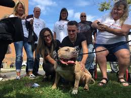 ' the intention is to assert that an aggressive pit bull must have been beaten or taught to attack by their owners instead of admitting to the genetic traits . A Pit Bull Was Strangled By A Neighbor Then Came Justiceforrex The New York Times