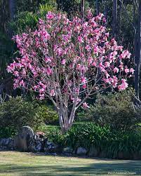 Magnolia Liliiflora X Magnolia Campbellii Magnolia Star Wars Star Wars Magnolia Magnolia Trees Magnolia Tree Landscaping Saucer Magnolia Tree