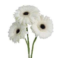 Tanaman hias bunga gerbera pelangi flora. Jual Bunga Asli Bunga Gerbera Hebras Asli Putih Bunga Potong Di Lapak Centifolia Bukalapak