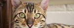 Breeders of Bengal Cats | Kitten for Sales | Rising Sun Farm