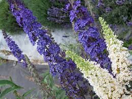 Image result for Komule empire blue