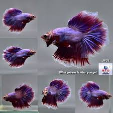 Betta Fish Betta Fish Ideas Bettafish Fishbetta Live Betta Fish Red Lavender Half Moon Jn21 Male From Thailand 20 Betta Fish Betta Betta Fish Types