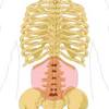 This is a table of skeletal muscles of the human anatomy. 1