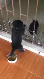 I M Coming To See You Buddy Video In 2020 Cute Baby Animals Funny Animal Videos Funny Animals