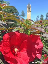 Grows in sun to part sun. Hardy Hibiscus Or Rose Mallows For Iowa Horticulture And Home Pest News